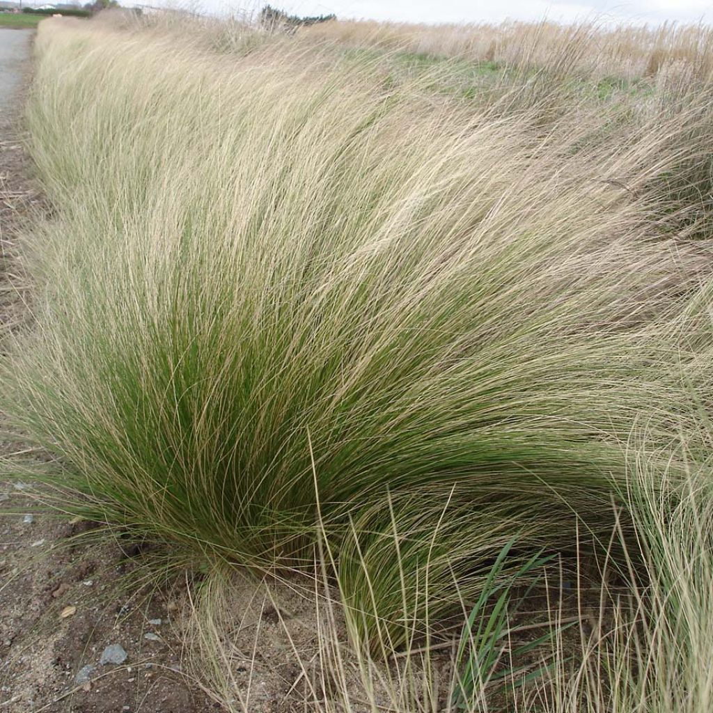 Stipa tenuifolia Pony Tails - Vedergras