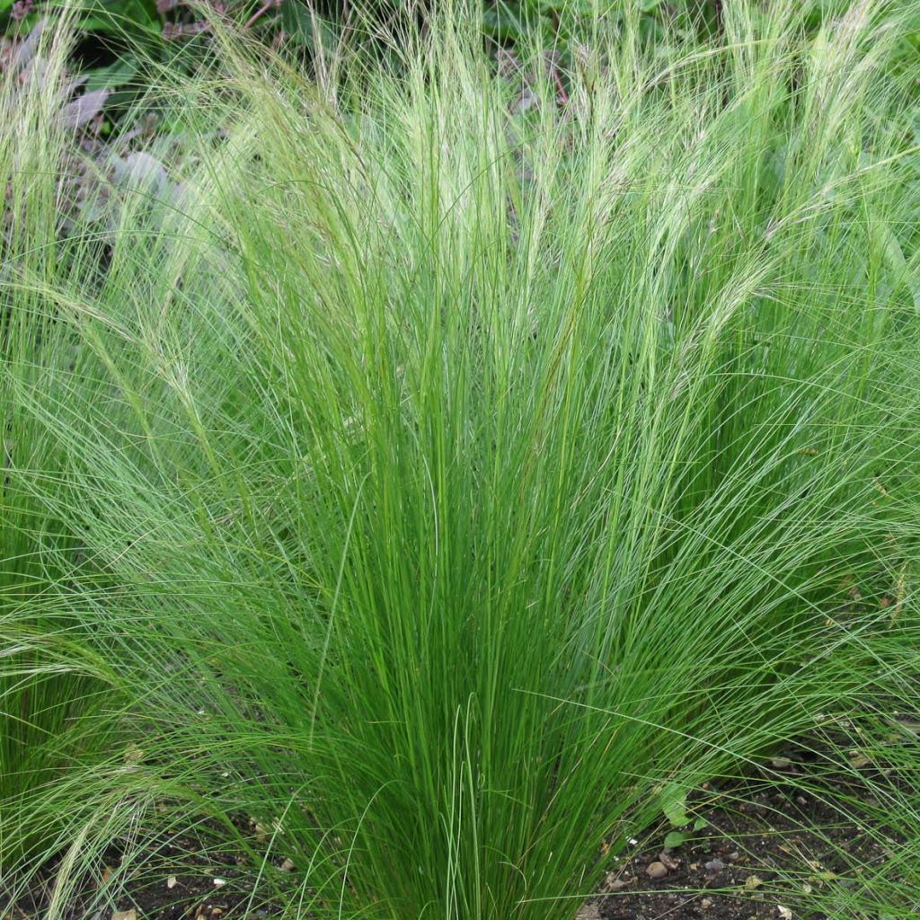 Stipa tenuifolia Pony Tails - Vedergras