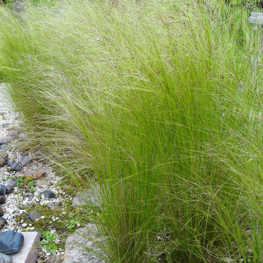 Stipa tenuifolia Pony Tails - Vedergras