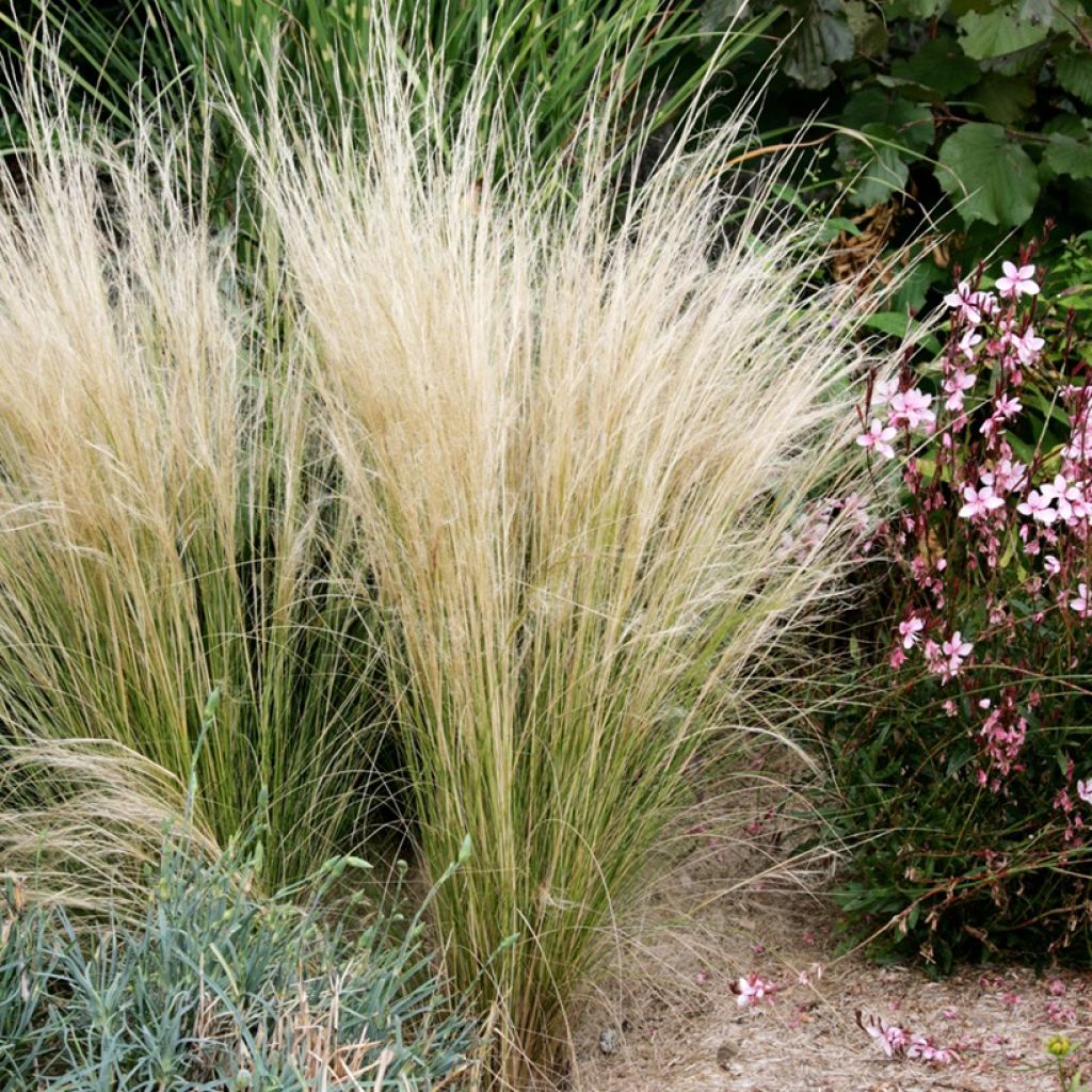 Stipa tenuifolia Pony Tails - Vedergras