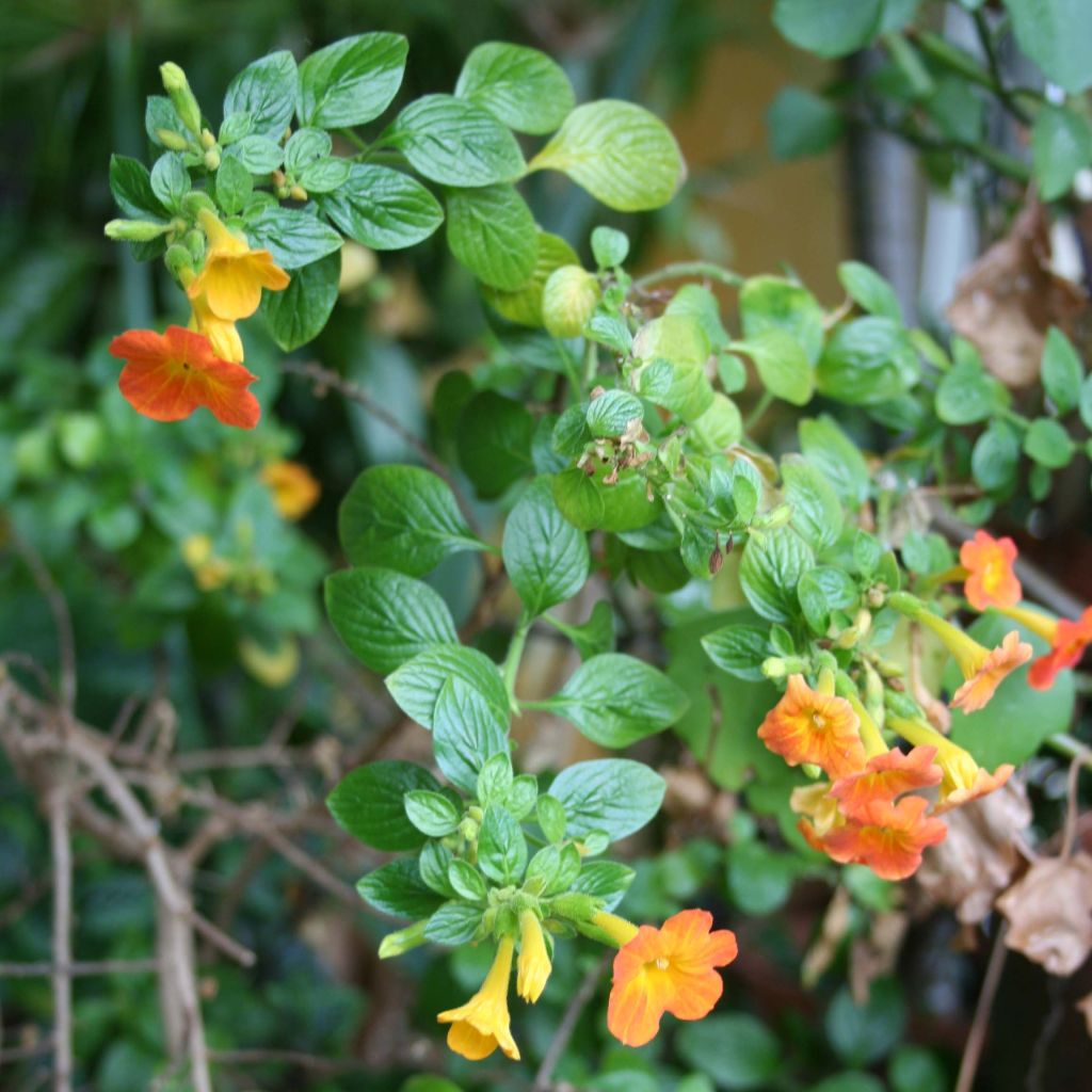 Streptosolen jamesonii - Marmeladeplant