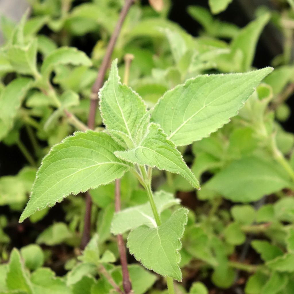 Strobilanthes attenuata Blue Carpet - Trompetkruid