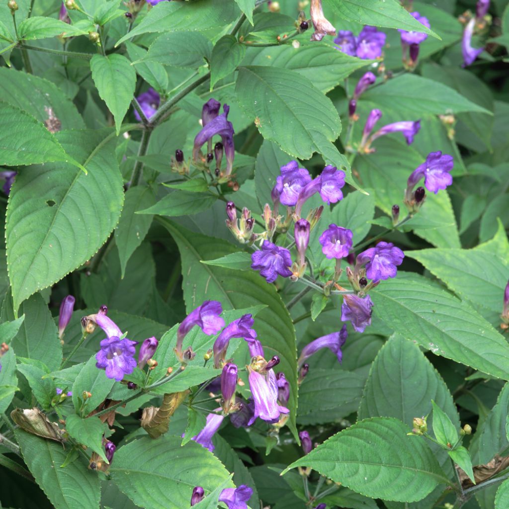 Strobilanthes penstemonoides - Trompetkruid