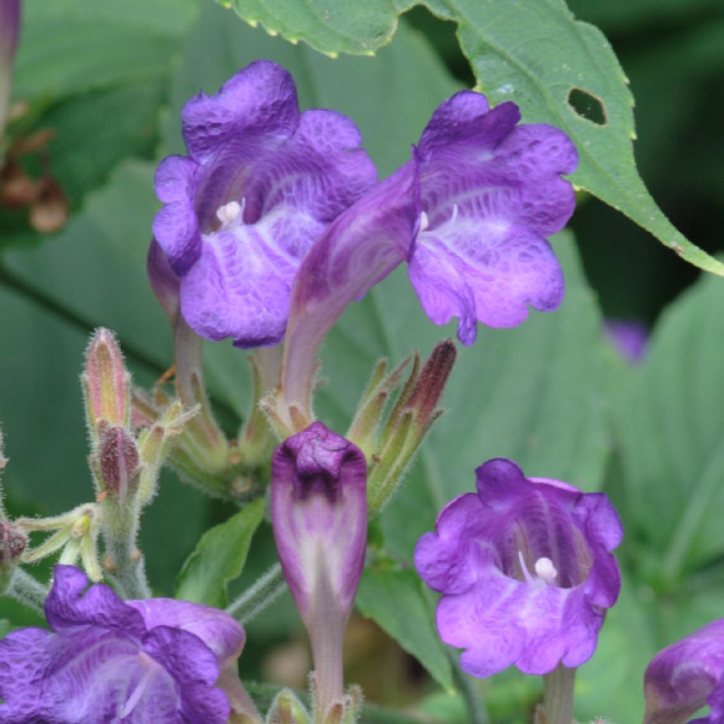 Strobilanthes penstemonoides - Trompetkruid