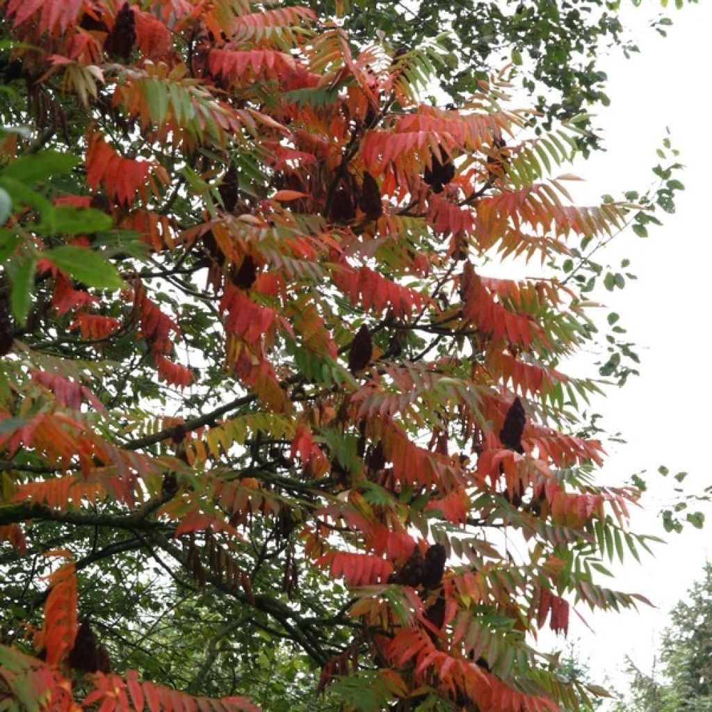 Rhus typhina - Fluweelboom