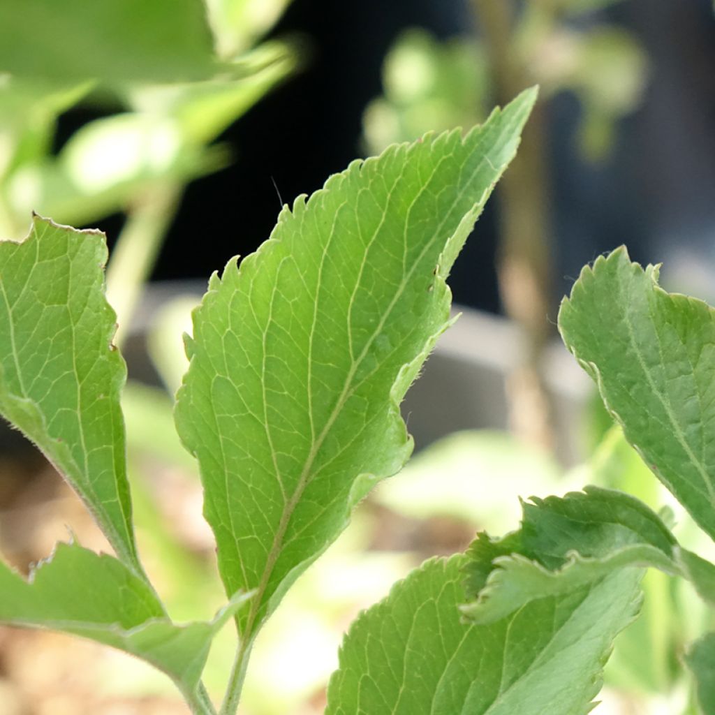 Sambucus nigra Albida - Gewone vlier