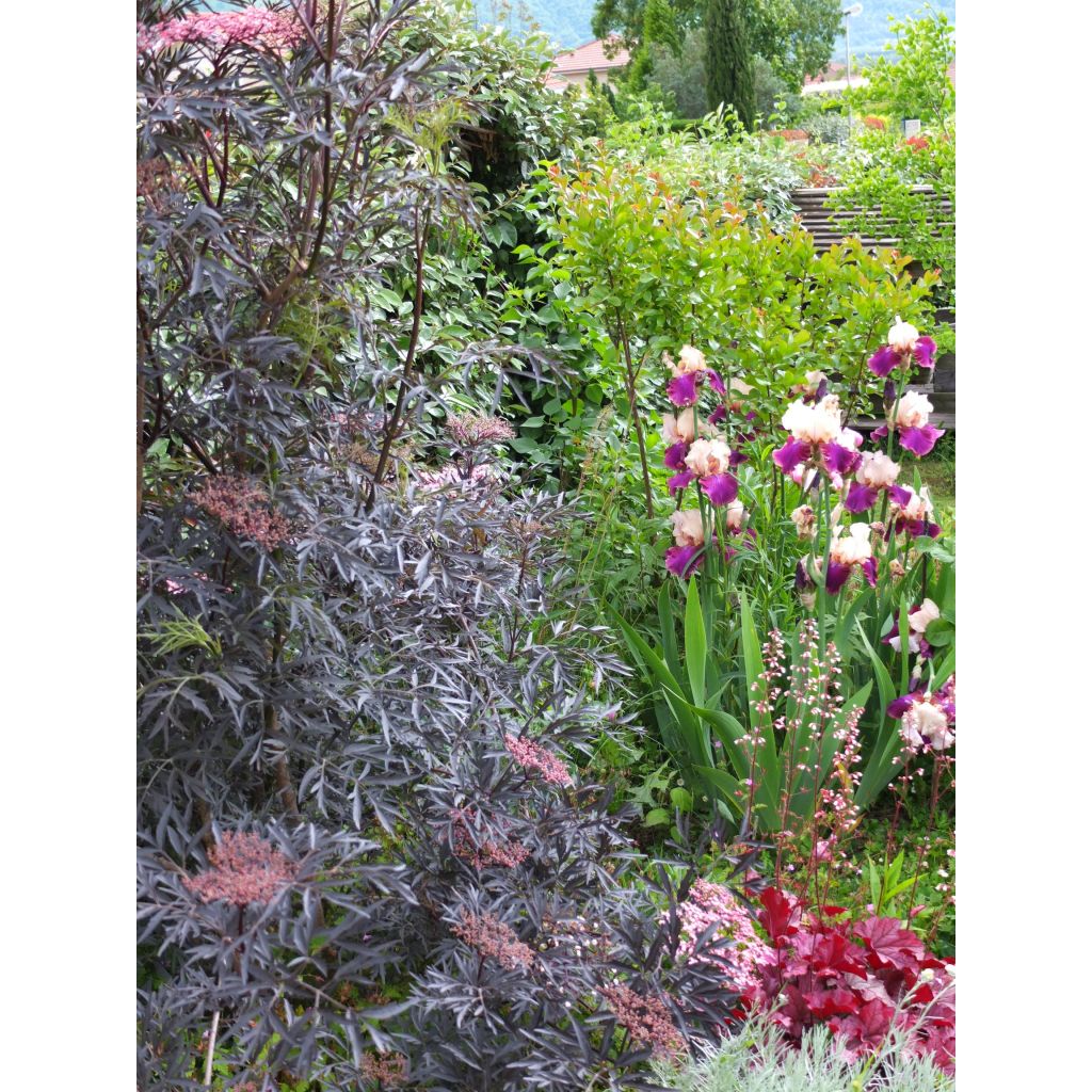 Sambucus nigra Black Lace - Gewone vlier