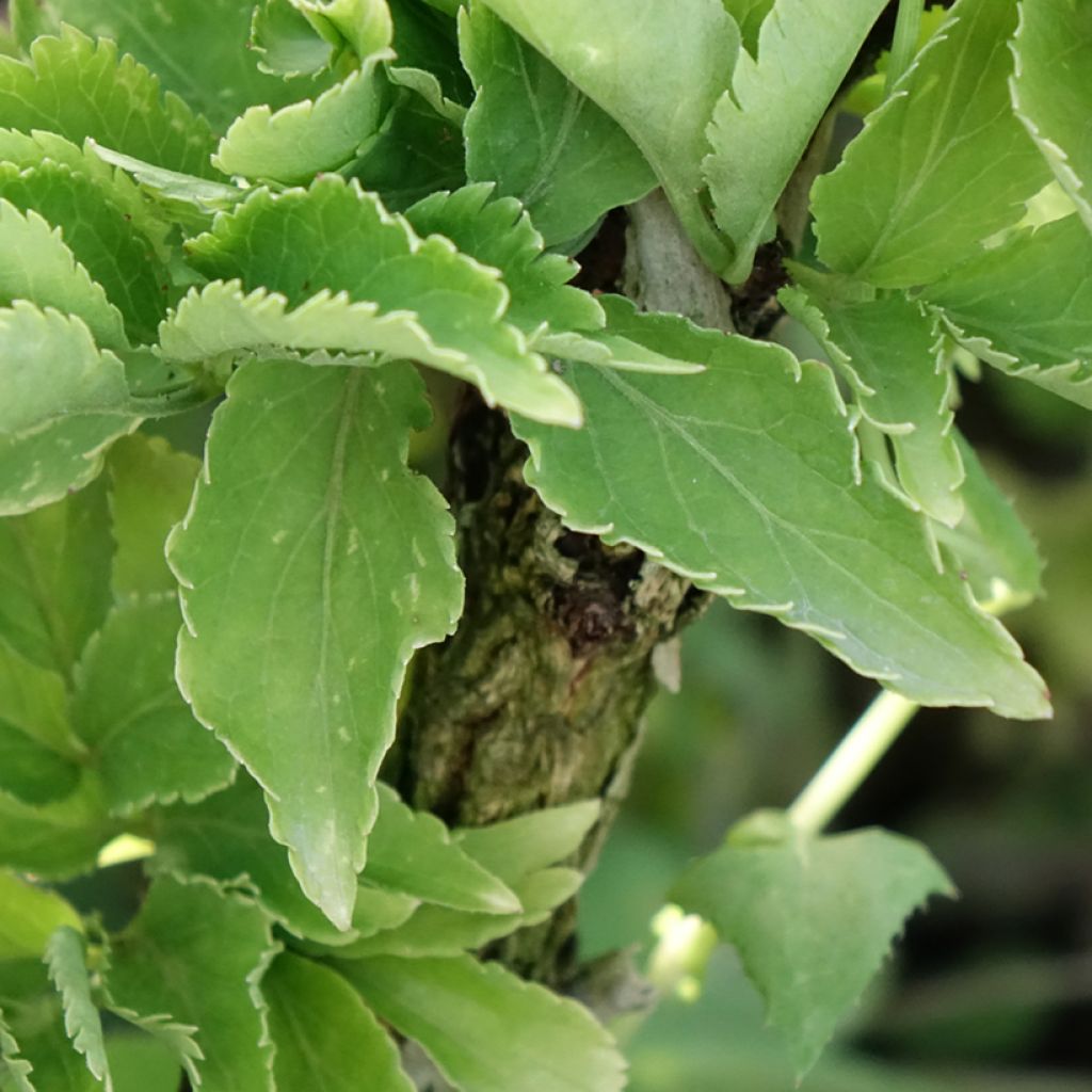 Sambucus nigra Pyramidalis - Gewone vlier