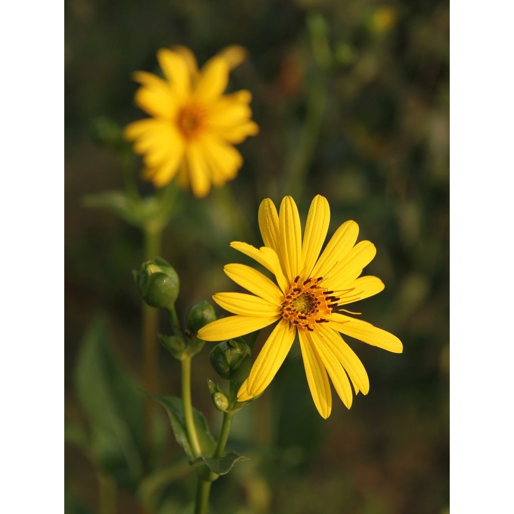 Silphium laciniatum - Kompasplant