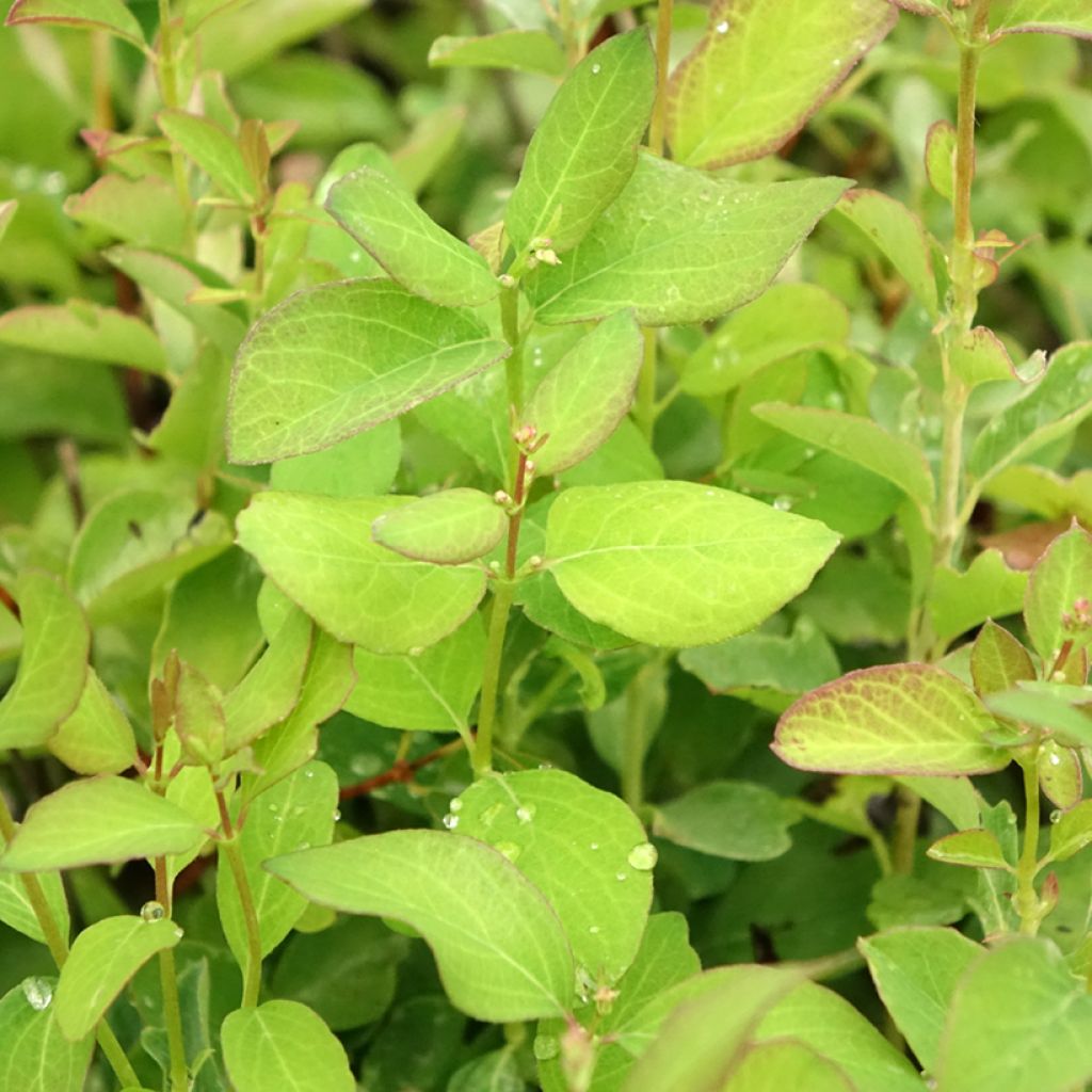 Symphoricarpos doorenbosii White Hedge - Sneeuwbes