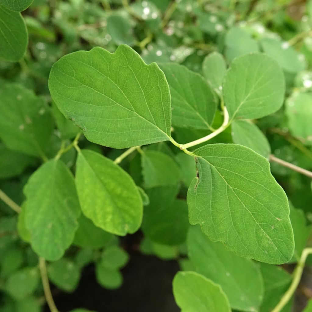 Symphoricarpos doorenbosii White Hedge - Sneeuwbes