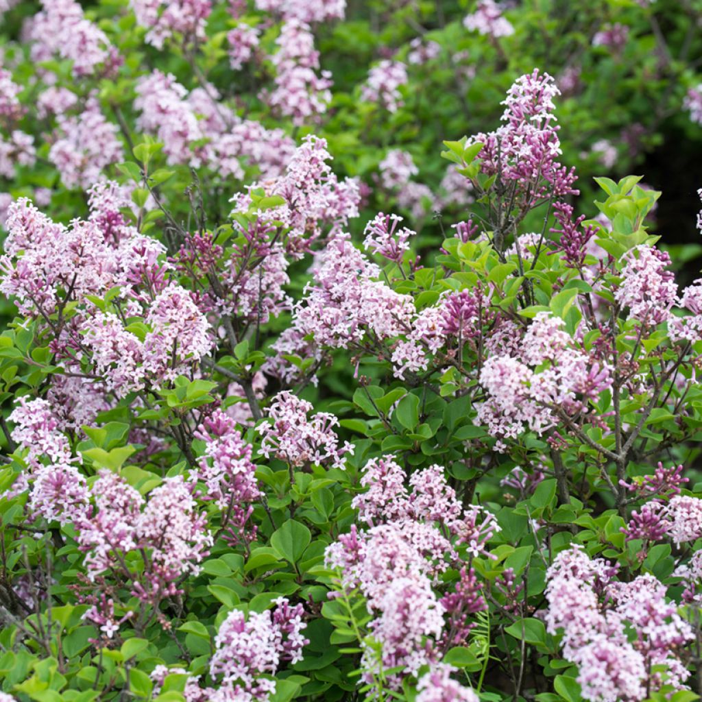 Syringa josikaea - Sering