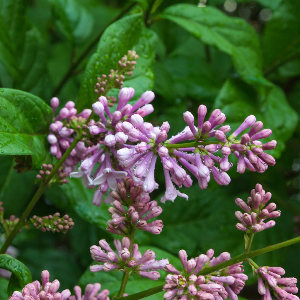 Syringa josikaea - Sering