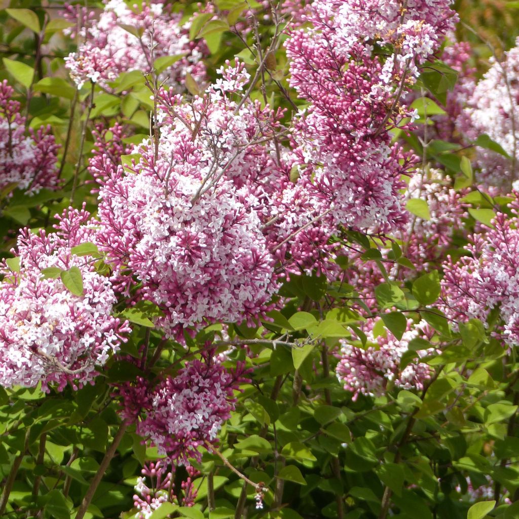 Syringa microphylla Superba - Dwergsering