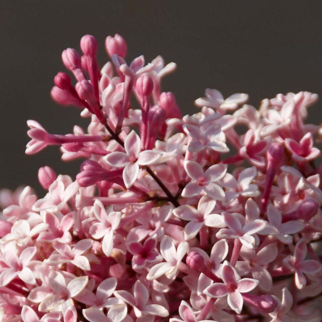 Syringa microphylla Superba - Dwergsering