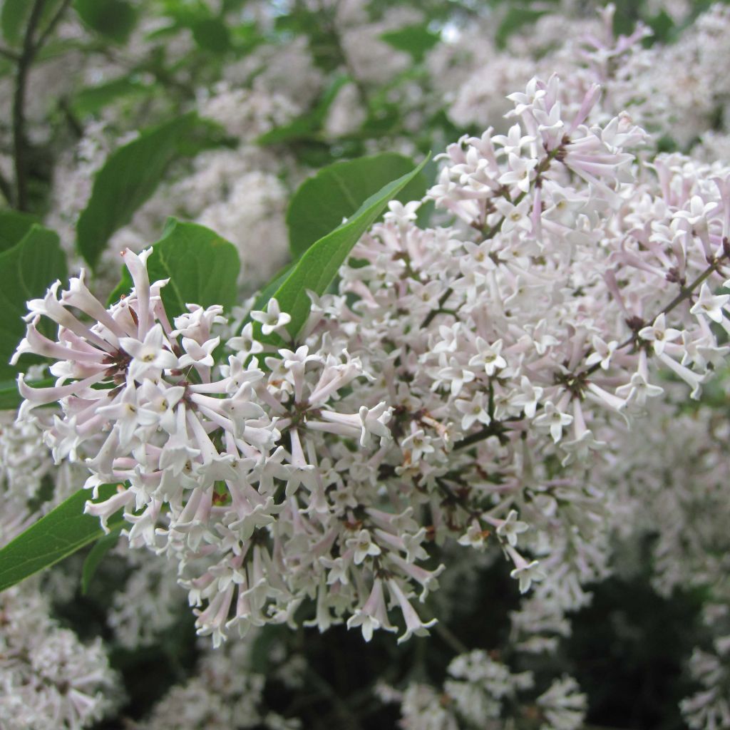 Syringa patula Miss Kim - Dwergsering