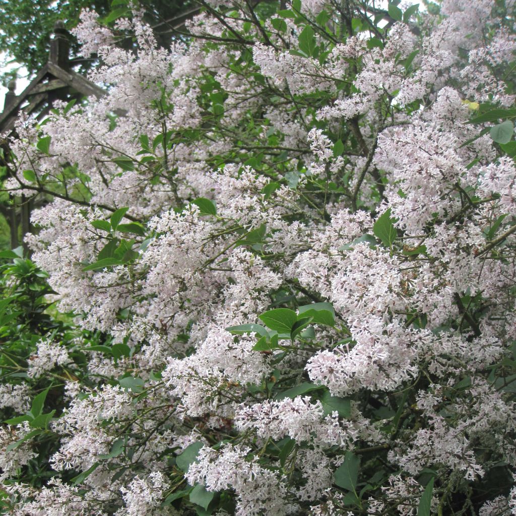 Syringa patula Miss Kim - Dwergsering