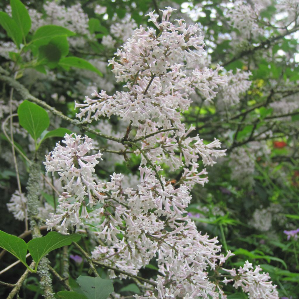 Syringa patula Miss Kim - Dwergsering
