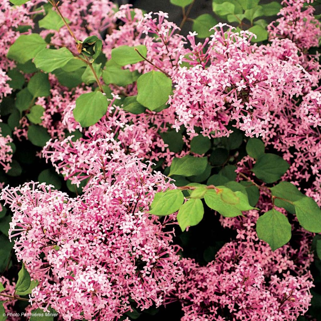Syringa Red Pixie - Dwergsering