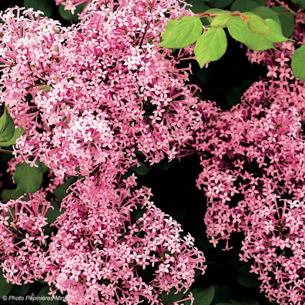 Syringa Red Pixie - Dwergsering