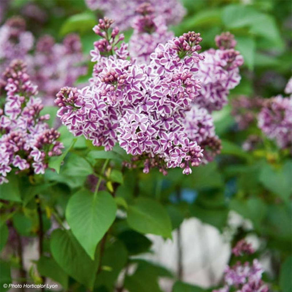 Syringa vulgaris Sensation - Gewone sering
