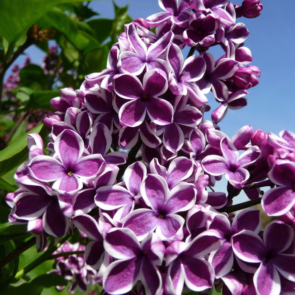 Syringa vulgaris Sensation - Gewone sering