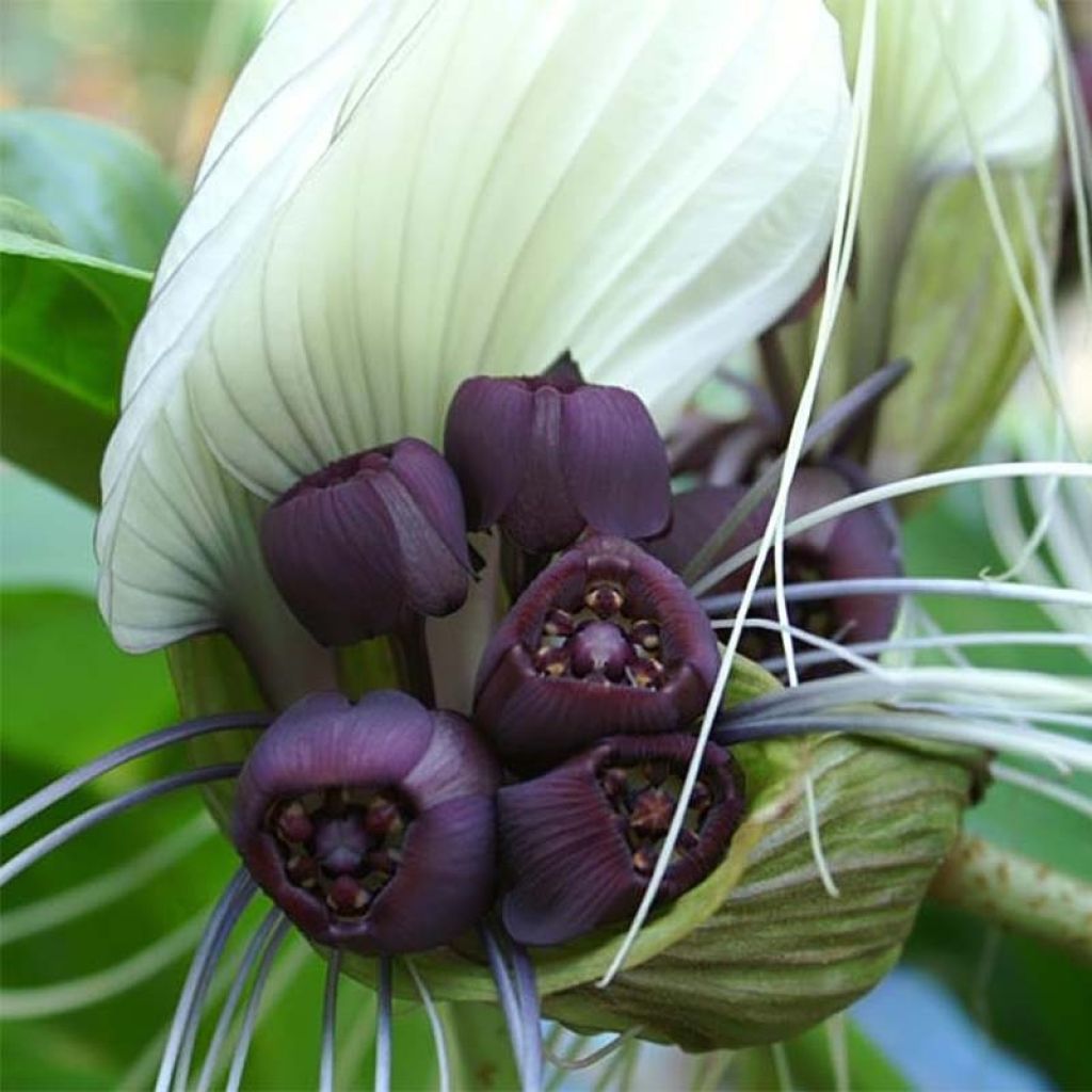 Tacca integrifolia - Witte vleermuisbloem