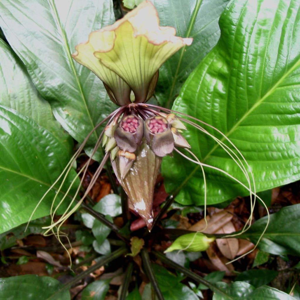 Tacca integrifolia - Witte vleermuisbloem