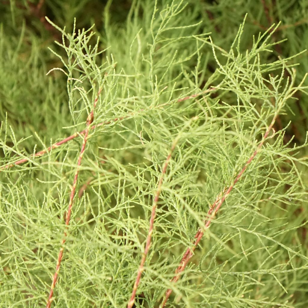 Tamarix tetrandra - Tamarisk