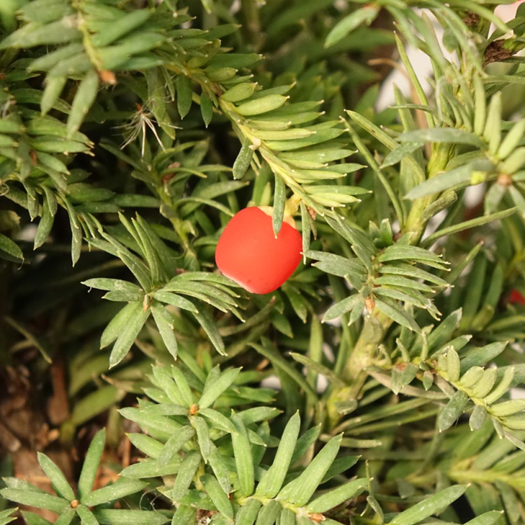 Taxus baccata Elegantissima - Venijnboom