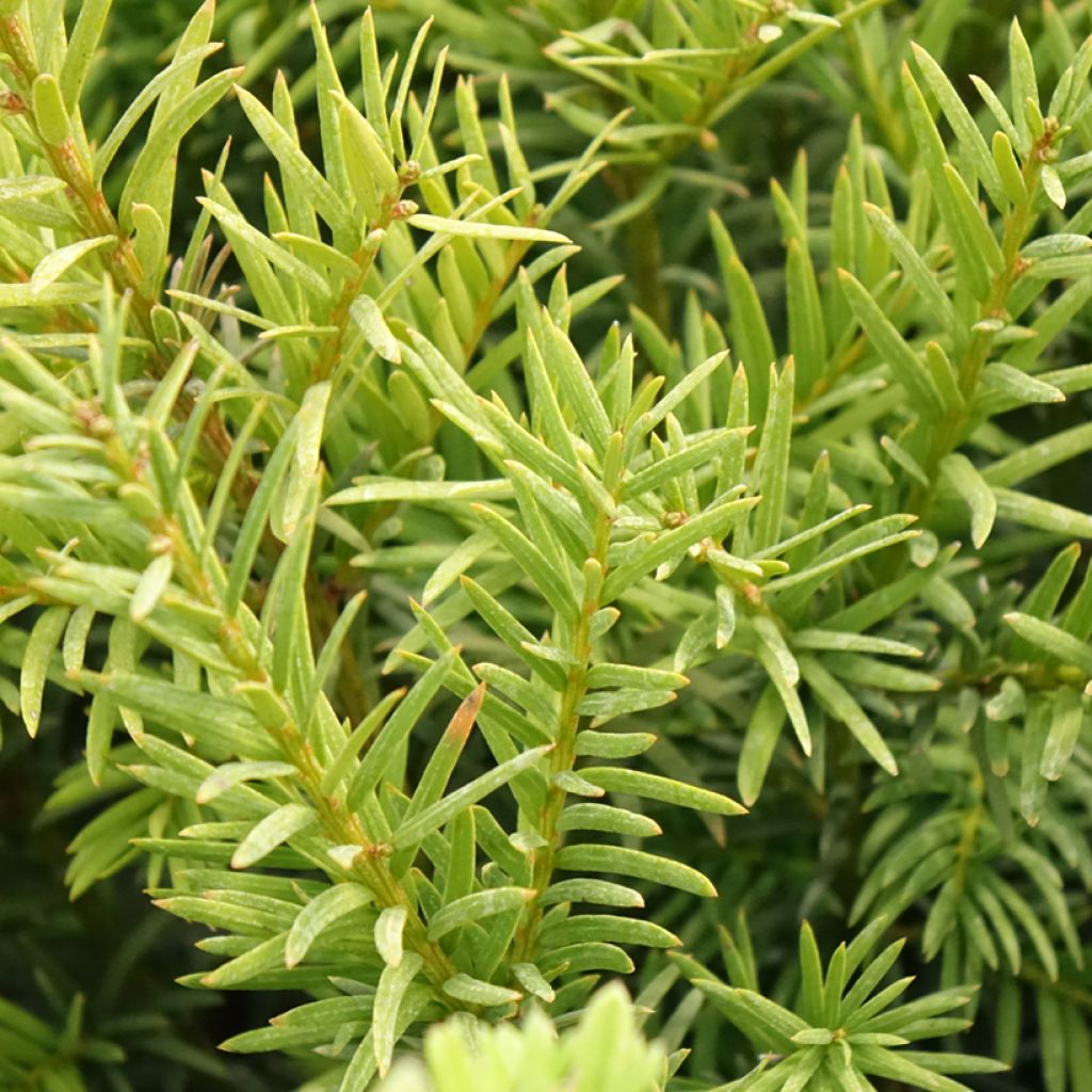 Taxus media Groenland - Venijnboom