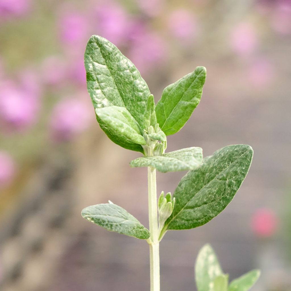 Teucrium fruticans Selection Erecta - Gamander