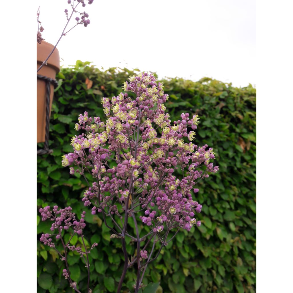 Thalictrum Anne - Ruit