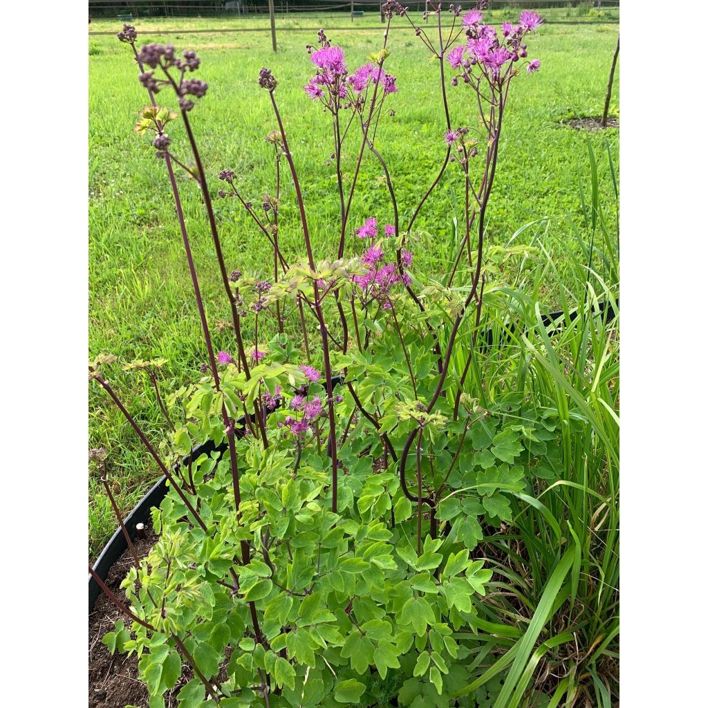 Thalictrum Black Stockings - Ruit