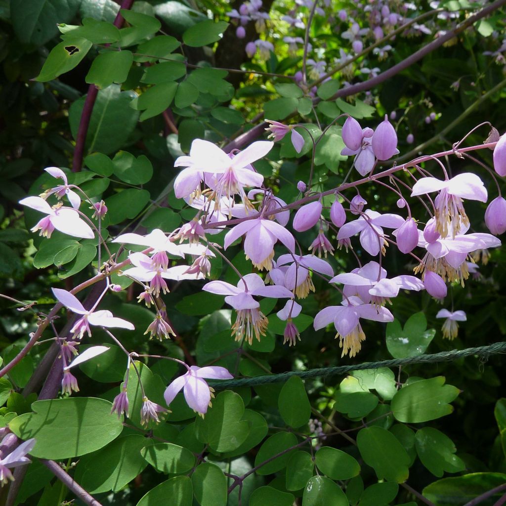 Thalictrum delavayi Splendide - Chinese ruit