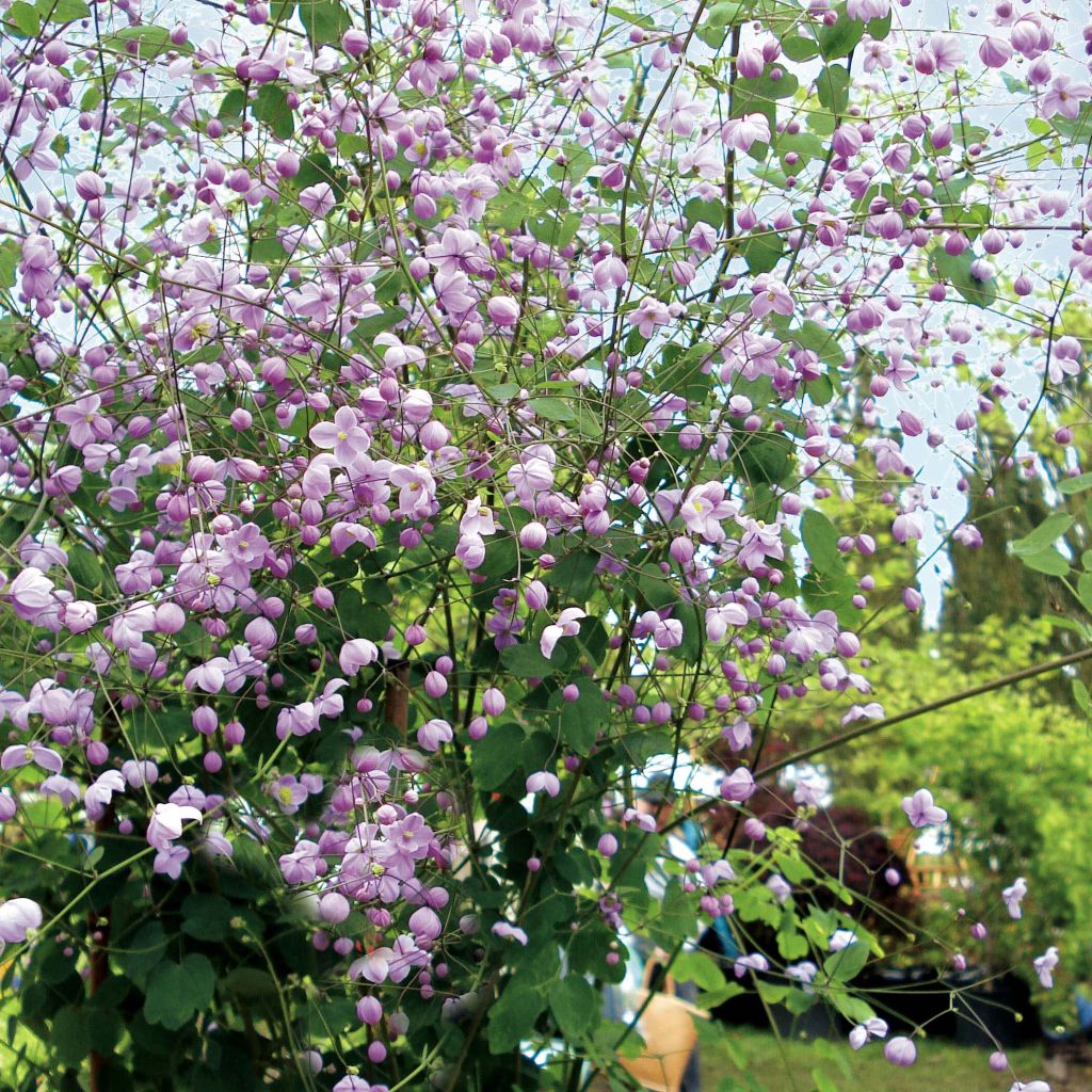 Thalictrum delavayi Splendide - Chinese ruit