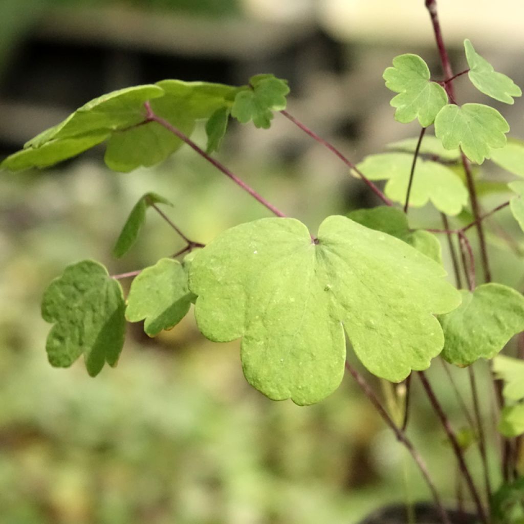 Thalictrum Purplelicious - Ruit