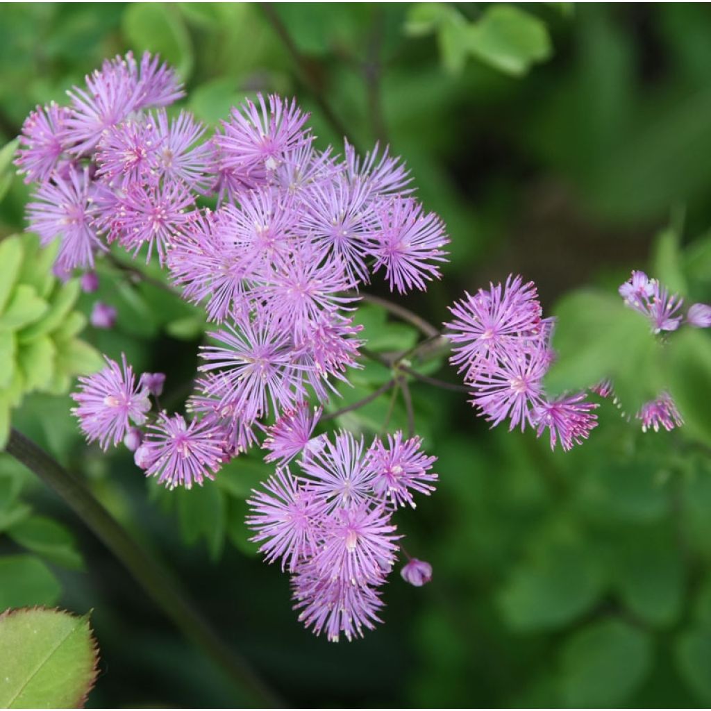 Thalictrum aquilegifolium - Ruit