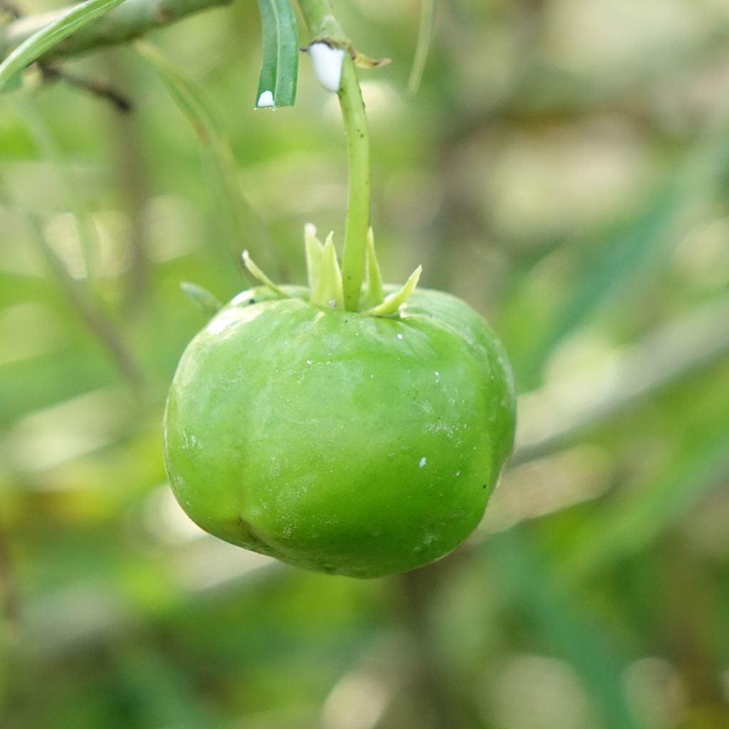Thevetia peruviana - Gele oleander