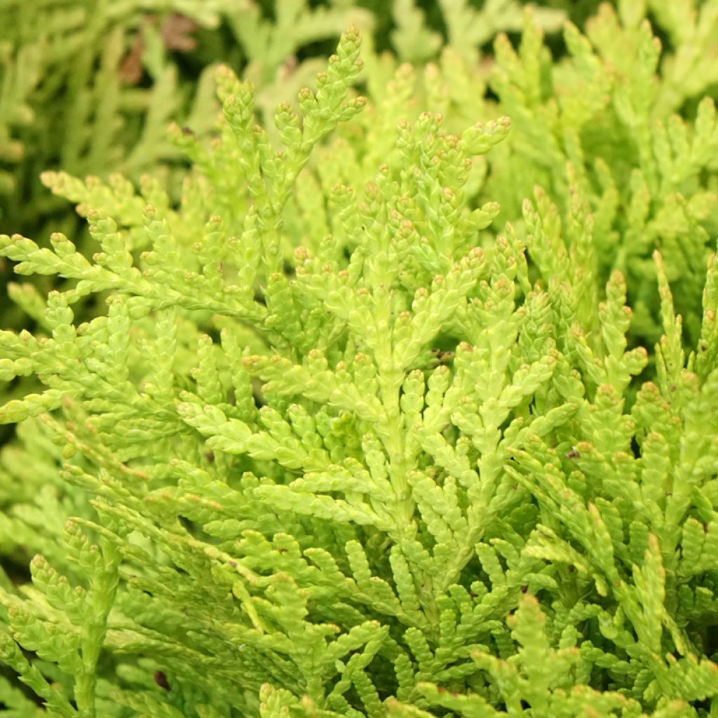 Thuja occidentalis Mirjam - Westerse levensboom