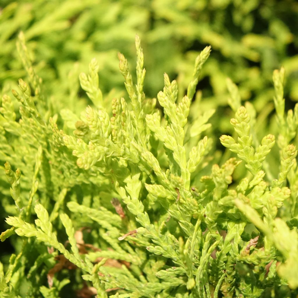 Thuja occidentalis Mirjam - Westerse levensboom