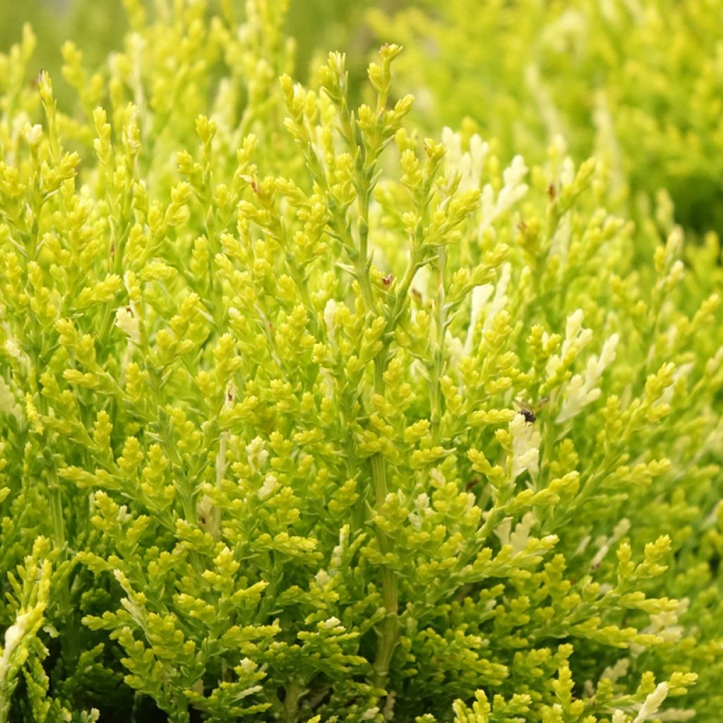 Thuja orientalis Fleck - Levensboom