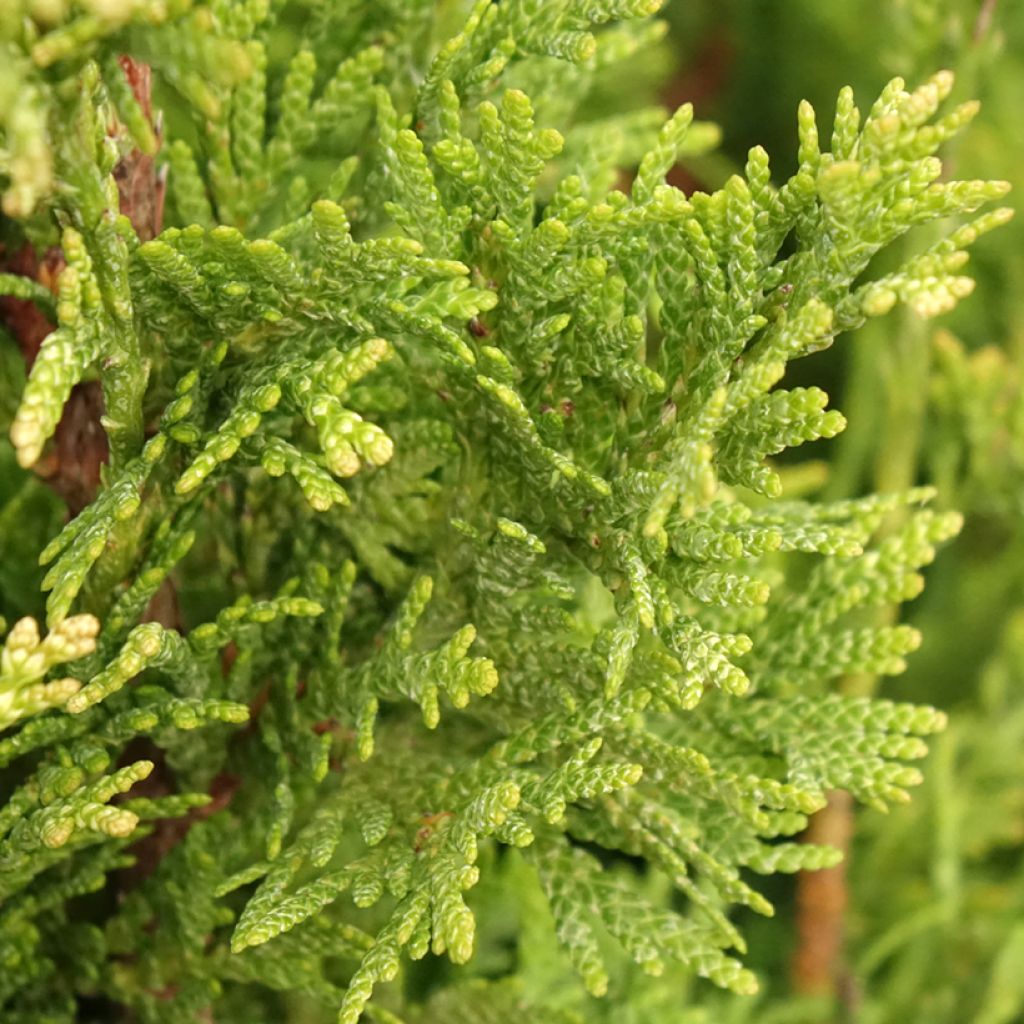 Thuja plicata Can-Can - Reuzenlevensboom