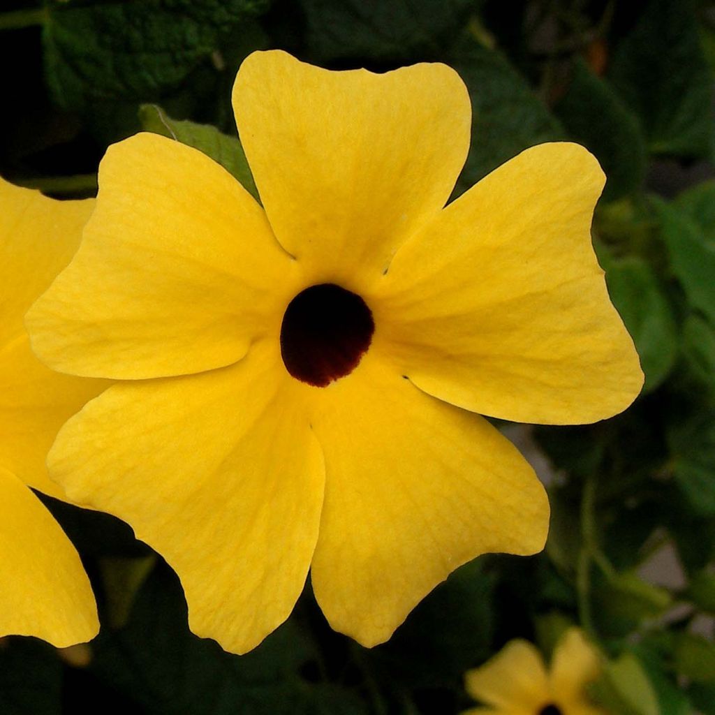 Thunbergia alata - Suzanne-met-de-mooie-ogen