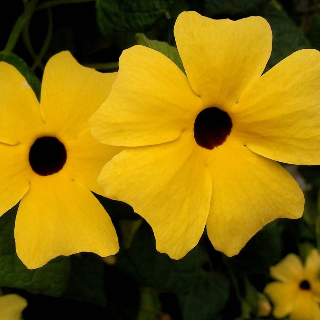 Thunbergia alata - Suzanne-met-de-mooie-ogen