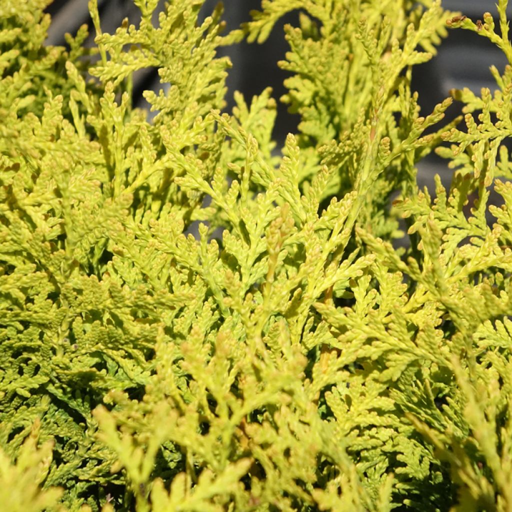 Thuja occidentalis Golden Brabant - Westerse levensboom