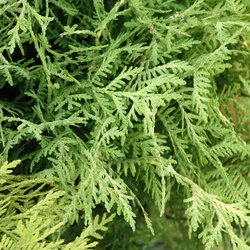 Thuja occidentalis Selena - Westerse levensboom