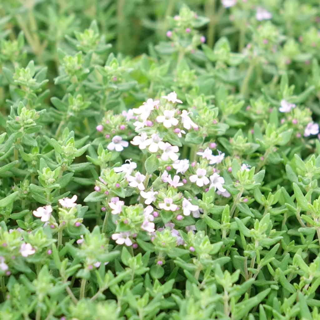 Echte tijm Compactus - Thymus vulgaris