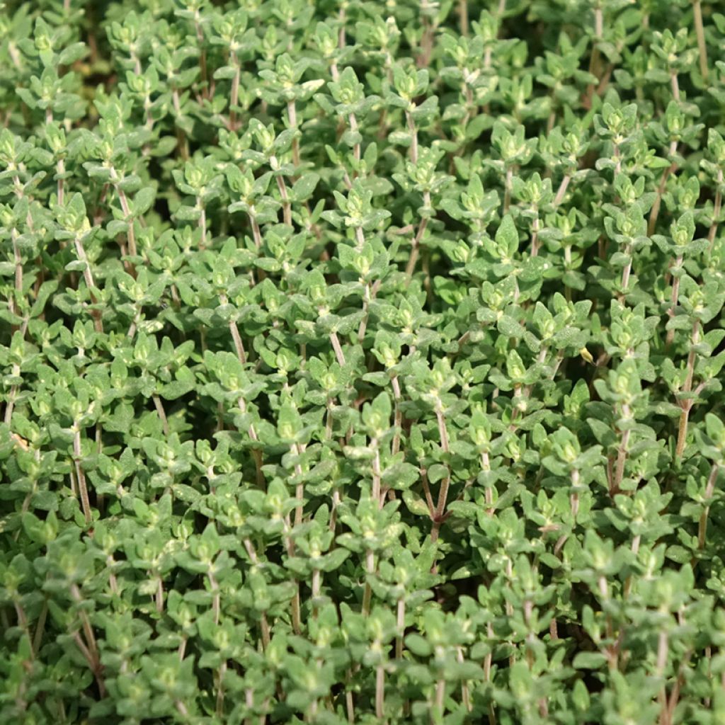 Echte tijm BIO (jonge planten) - Thymus officinalis