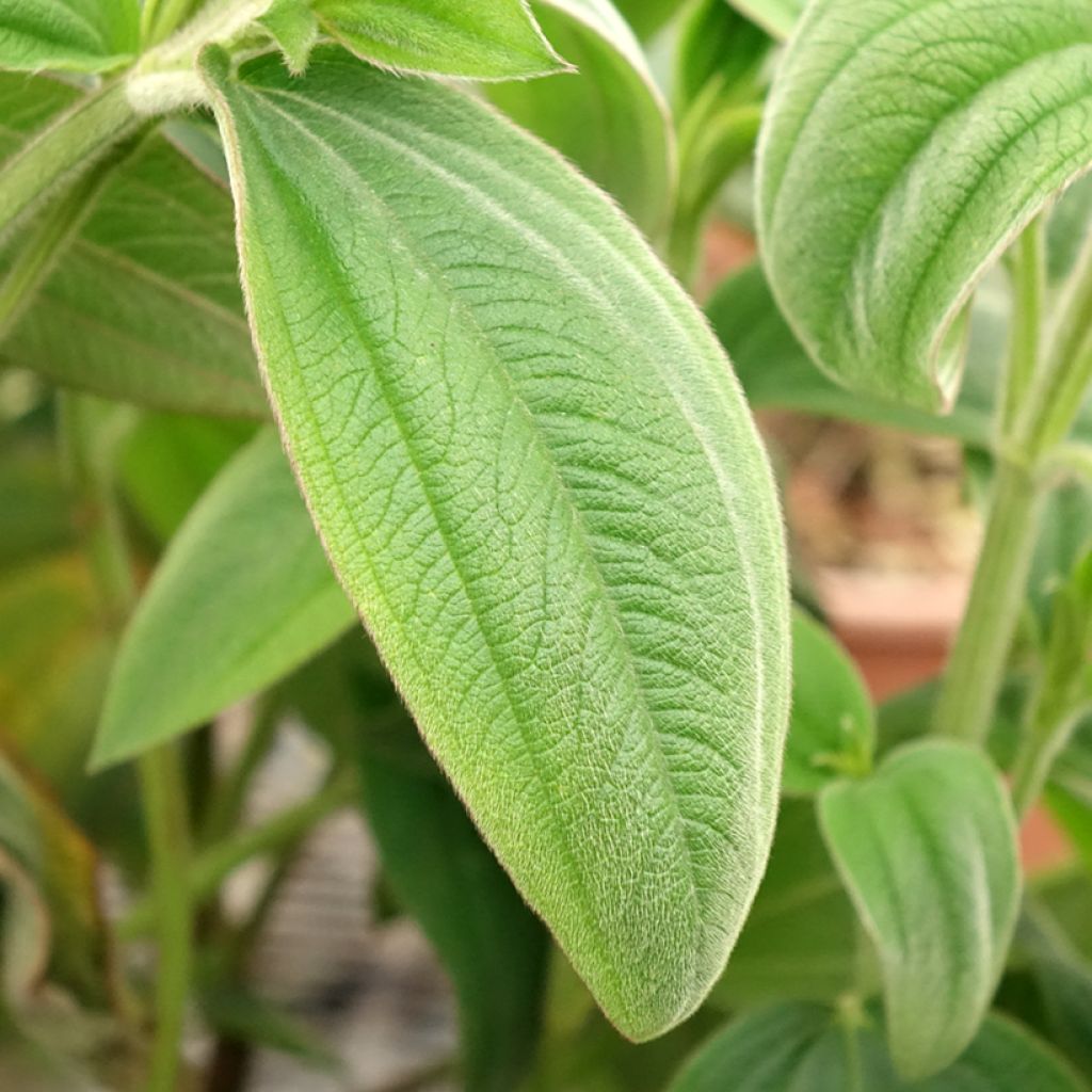 Tibouchina urvilleana - Spinnenbloem